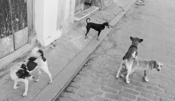15 Cuba Libre 2010 - click to return
